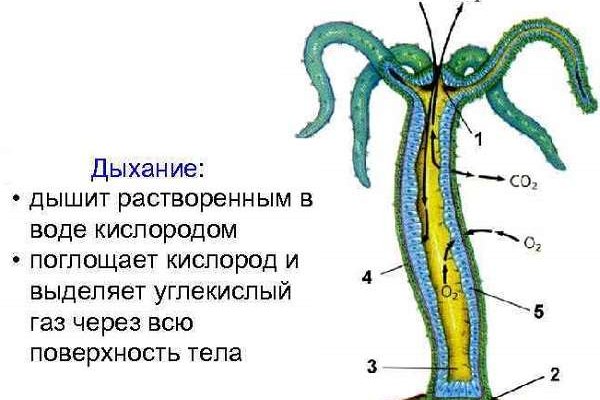 Кракен 2krn